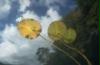 unter wasserrose